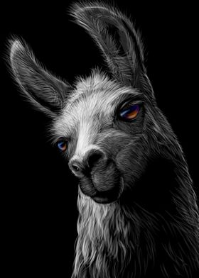 Llama