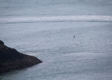 Peregrine at sea