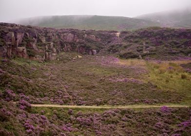 Landscape of Heather