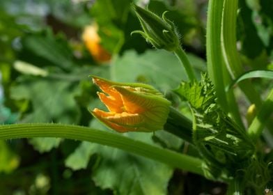 Zucchini vegetable garden