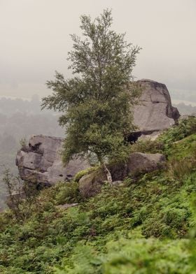 Foggy Landscape