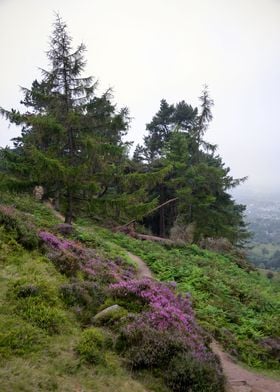 Foggy Landscape