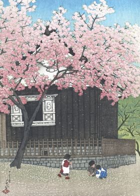 Sakura On Mount Atago