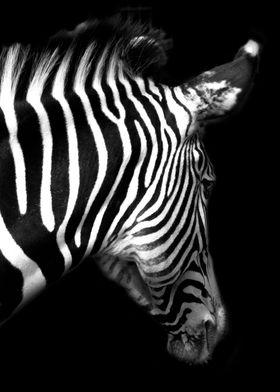 Safari Zebra