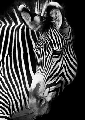 Safari Zebra