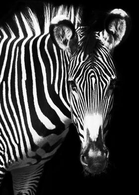 Safari Zebra