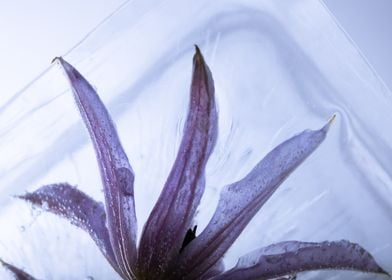 Pink clematis in ice 2