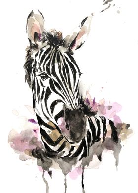 Zebra Animals