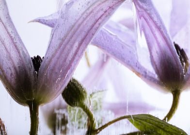 Pink clematis in ice 3