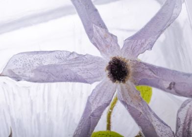 Pink clematis in ice 1