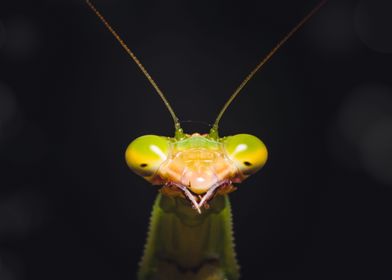 praying mantis