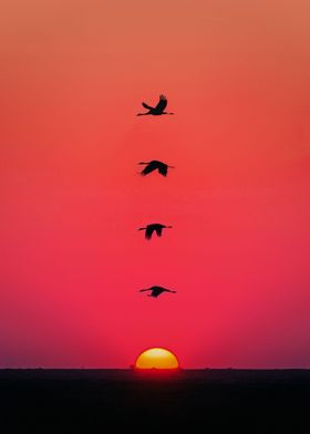 Birds Sunset