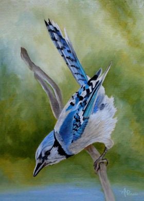 Aerial Blue Jay