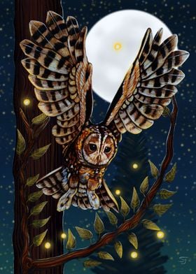 Swooping Tawny Owl