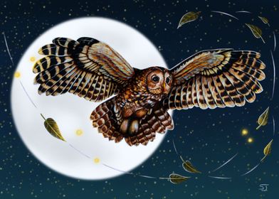 Tawny Owl in the Night Sky