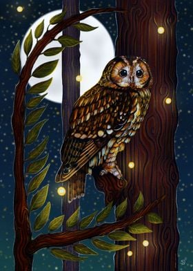 Tawny Owl Moonlit Perch