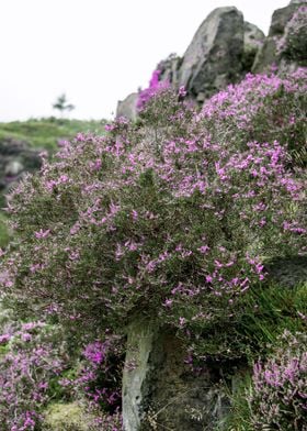 Summer Heather