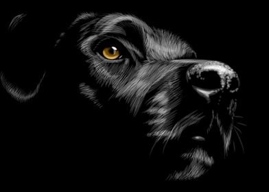 Labrador Retriever Sketch