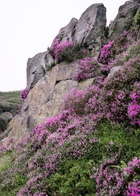 Summer Heather