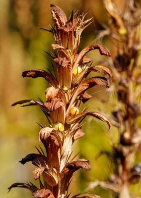 Acanthus mollis