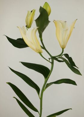 White lilies