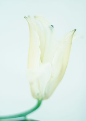 White lily