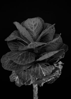 Brassica cabbage