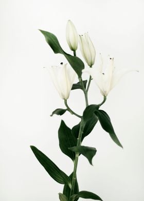 White lily