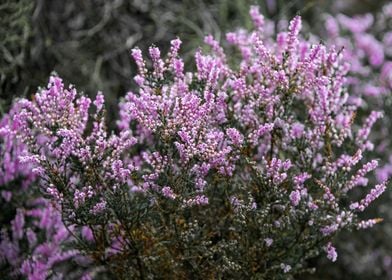 Purple Heather