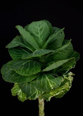 Brassica cabbage