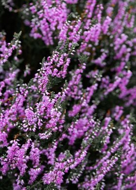 Purple Heather