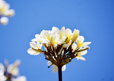 Bunch of white flowers aga