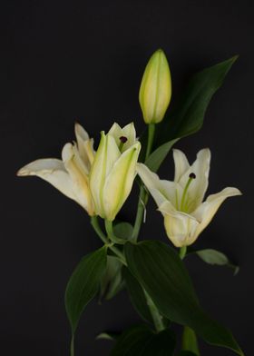 White lilies