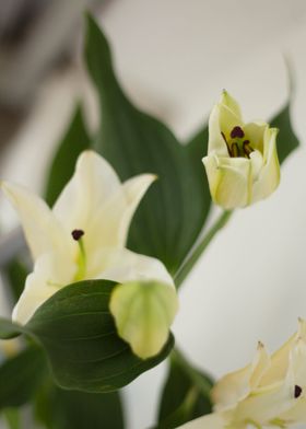 White lilies