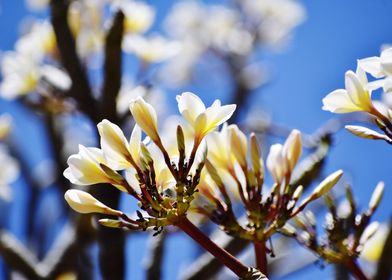 Bunch of white flowers aga