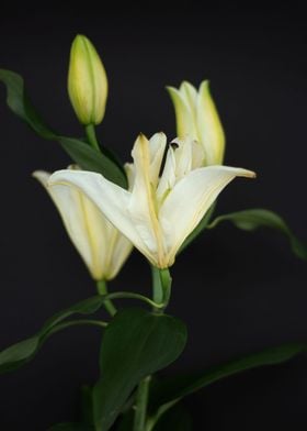 White lilies