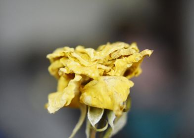 Yellow Rose