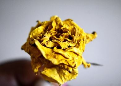 Yellow Rose