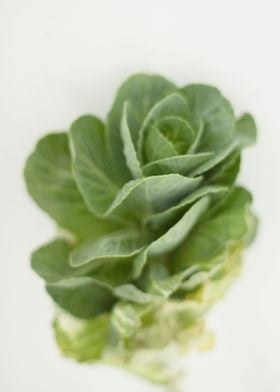 brassica cabbage