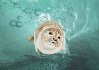 Sea Lion Swimming