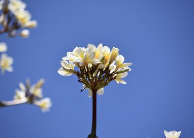 Bunch of white flowers aga