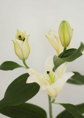 White lilies