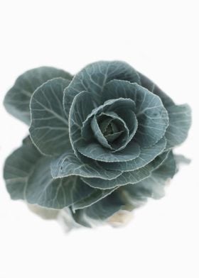 Braccica cabbage