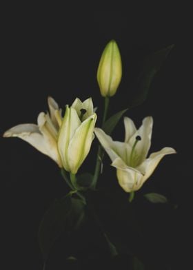 White lilies