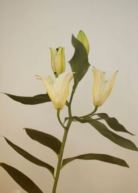 White lilies