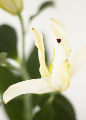 White lilies