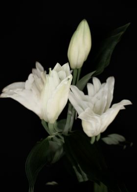 White lilies