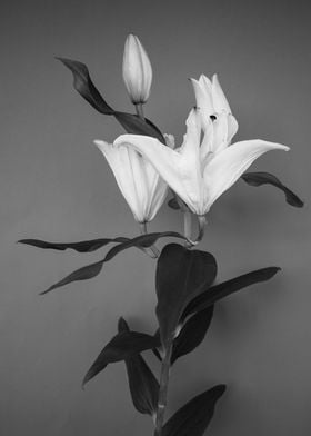 White lilies