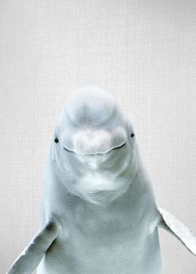 Beluga Whale Colorful