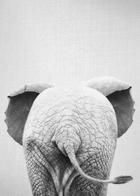 Baby Elephant Tail BW